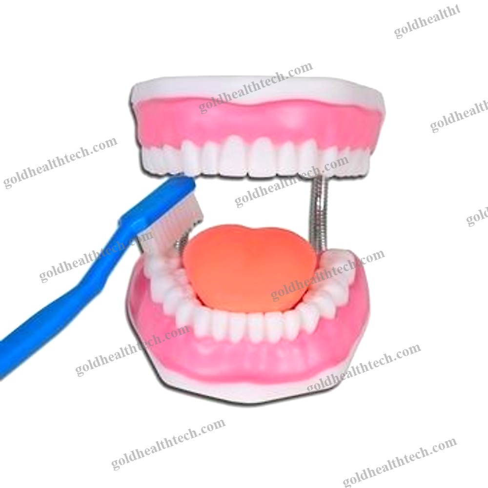 Oral Anatomical Model