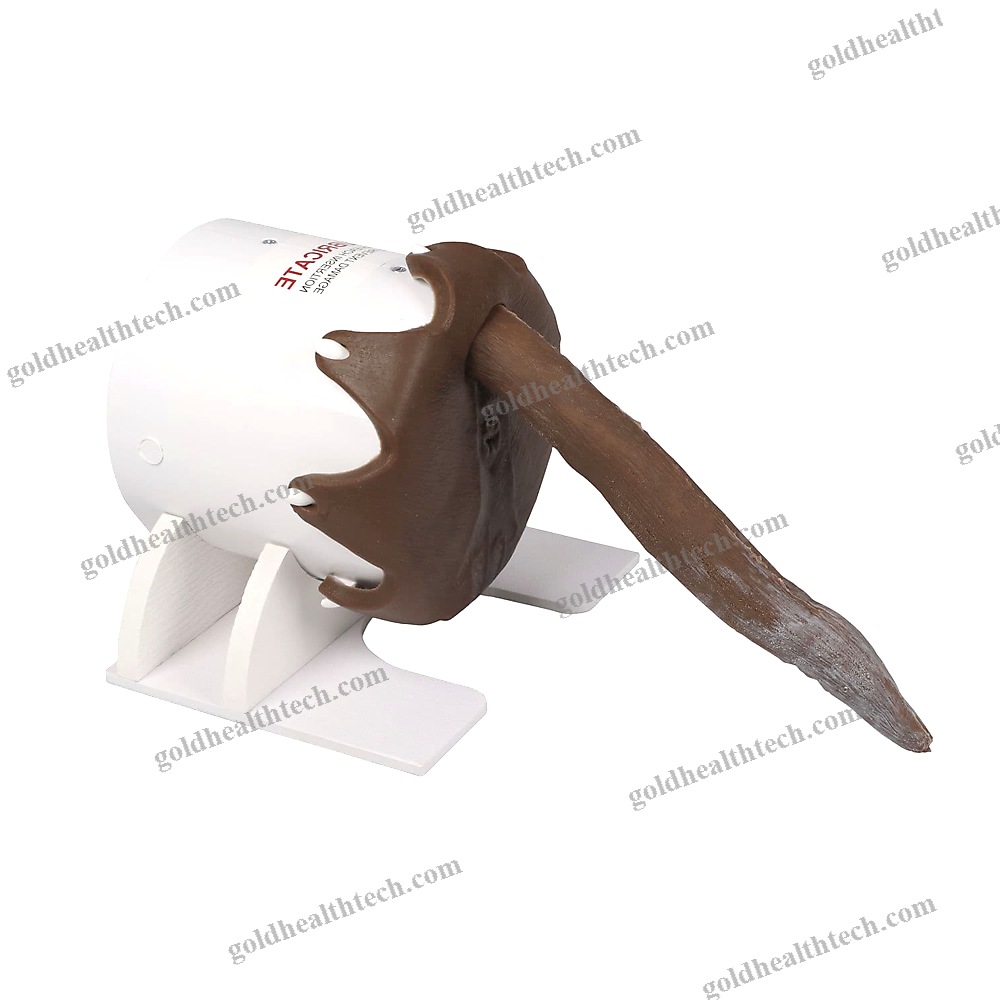 Rectal Examination Simulator
