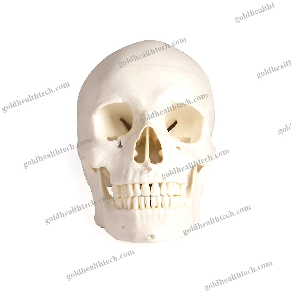 Skull Model 1