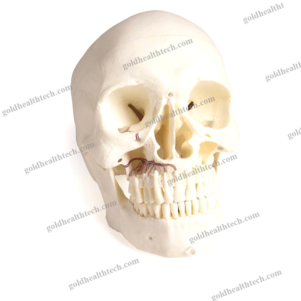 Skull Model