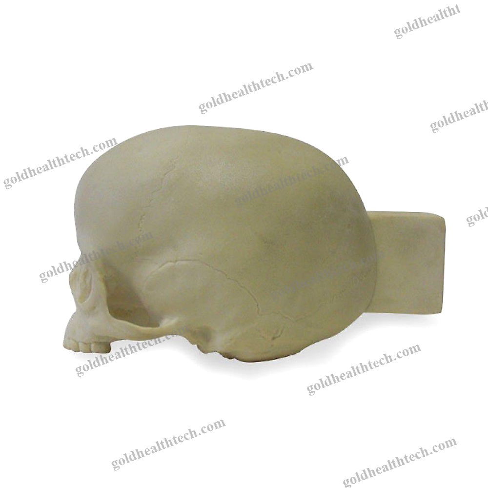 Skull Model