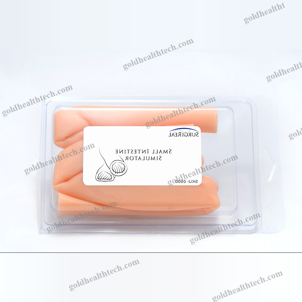 Small Intestine Model 1