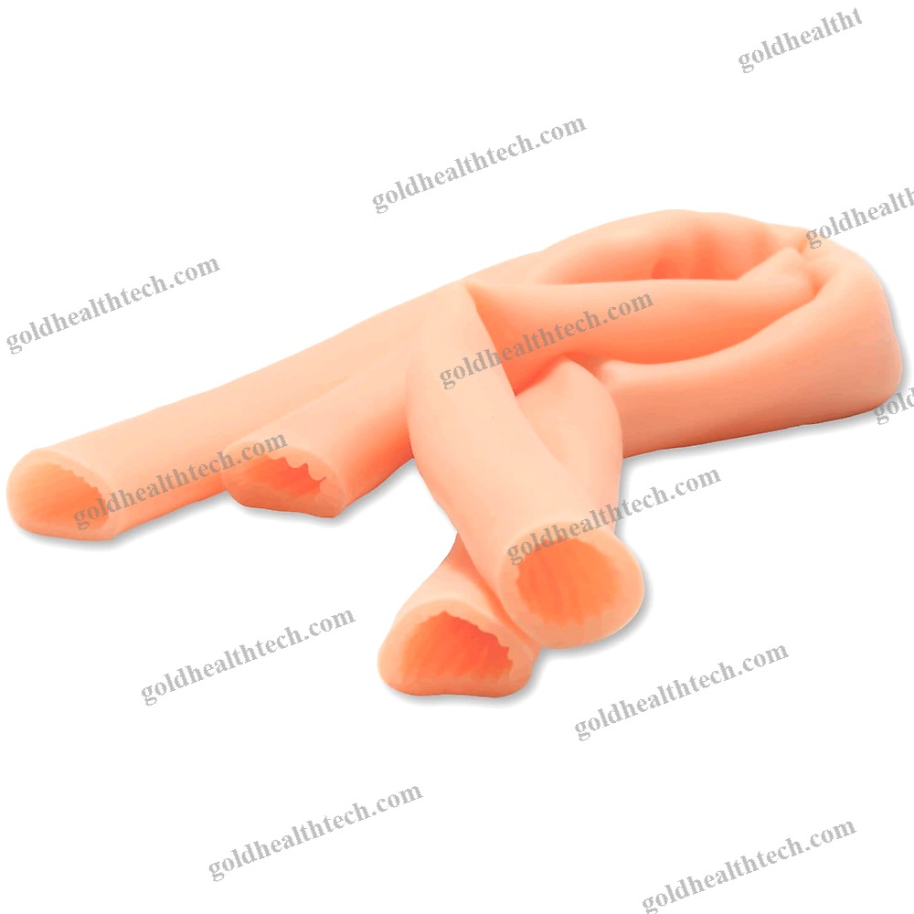 Small Intestine Model
