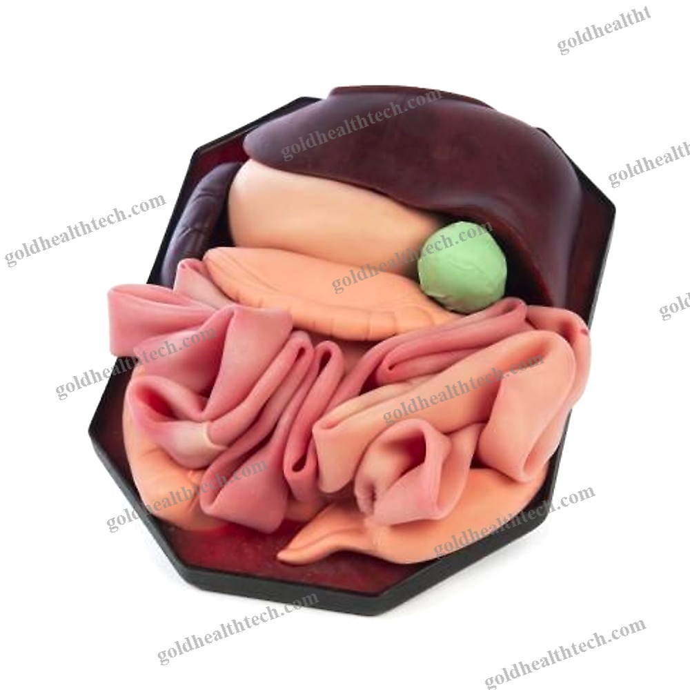 Stomach Model 1