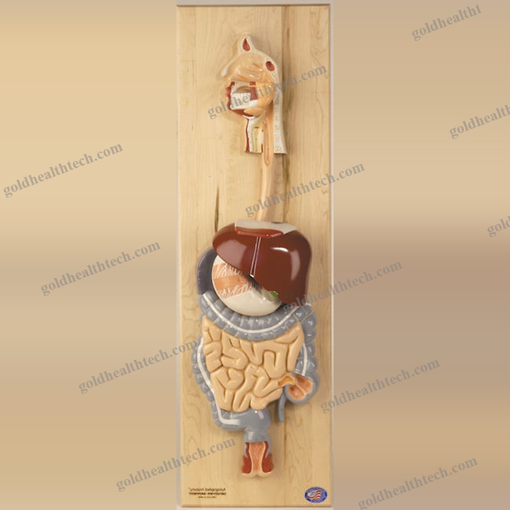 Tongue Model
