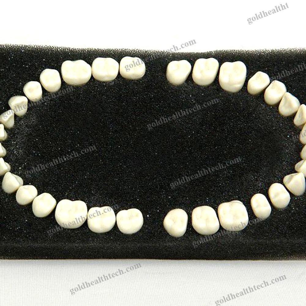 Tooth Model 1