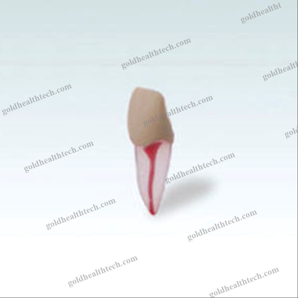 Tooth Model