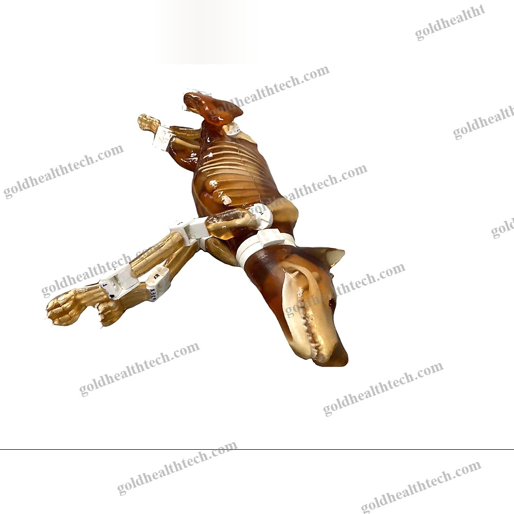 Ultrasound Imaging Veterinary Test Phantom 1