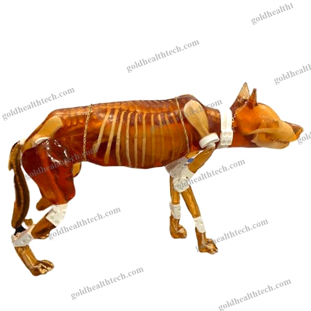 Ultrasound Imaging Veterinary Test Phantom