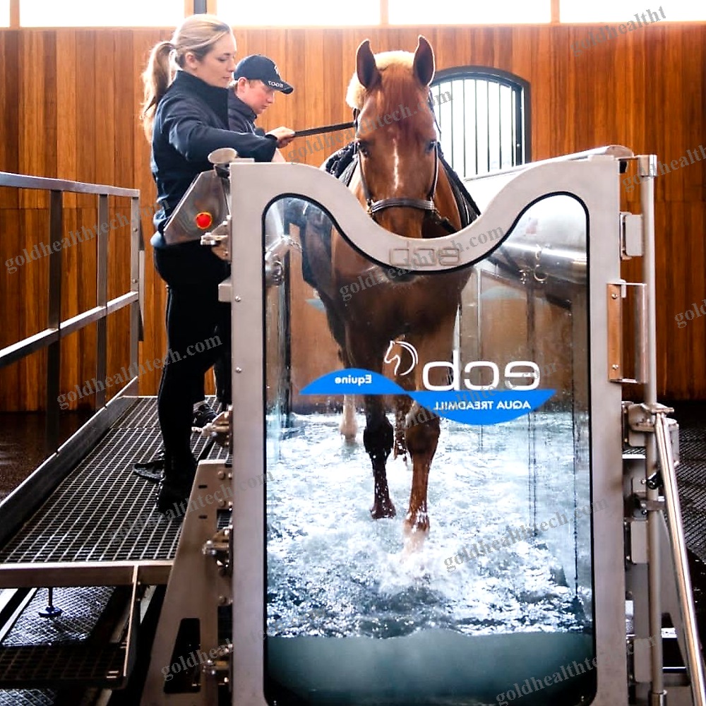 Underwater Veterinary Treadmill