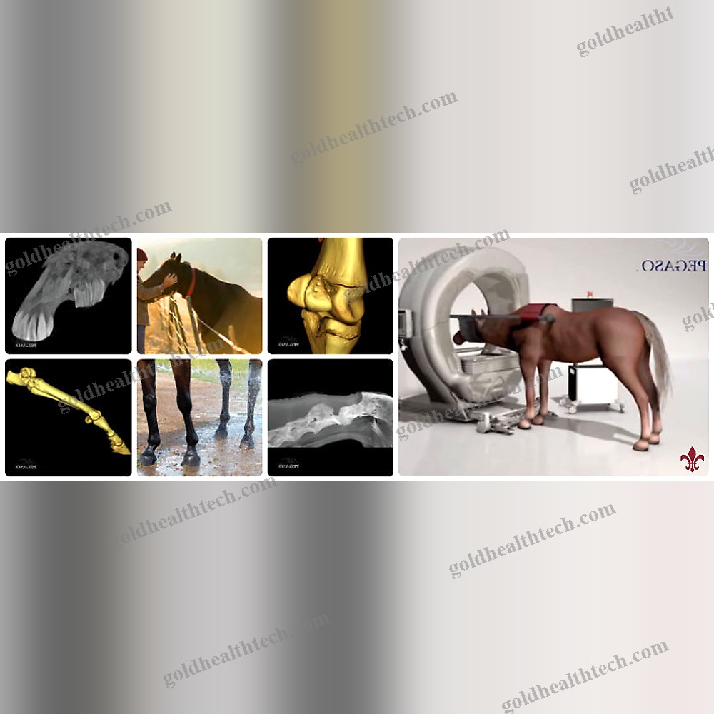 Veterinary Ct Scanner 1