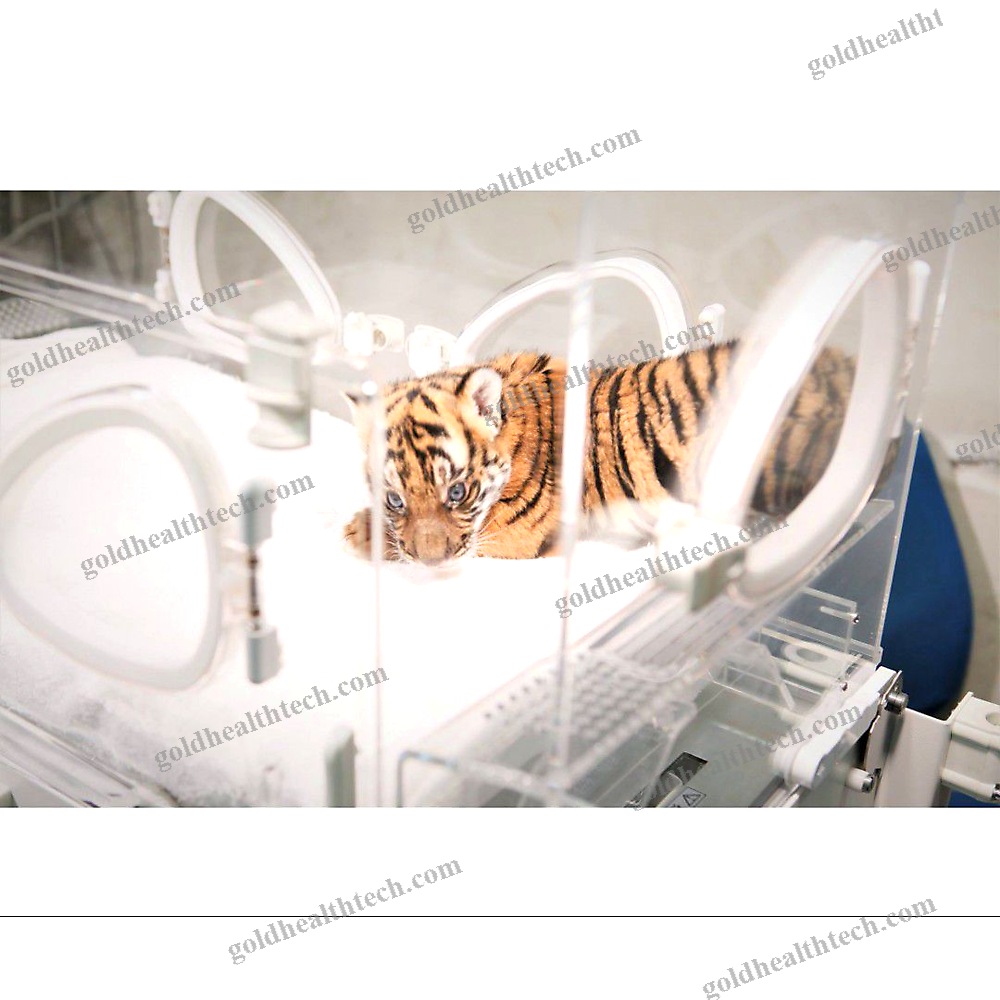 Veterinary Incubator 1
