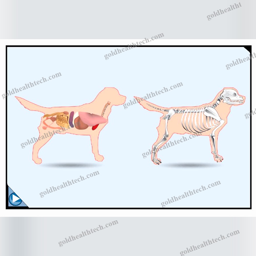 Veterinary Radiology Software 1