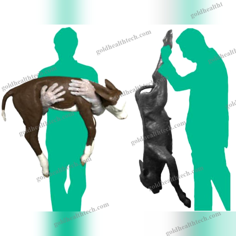 Veterinary Training Manikin