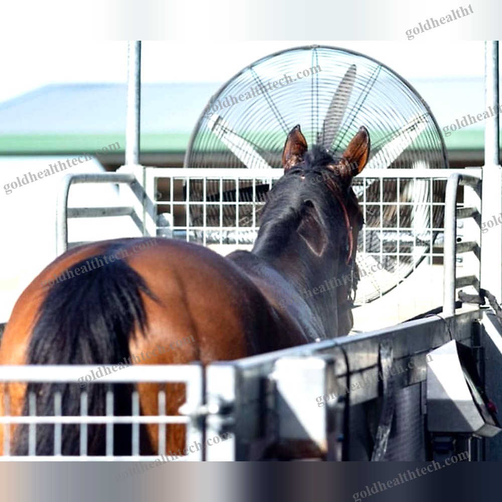 Walk Veterinary Treadmill