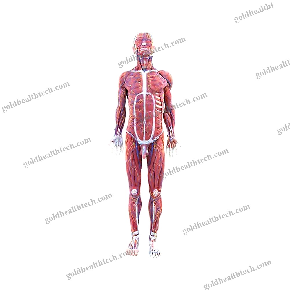 Whole Body Anatomical Model